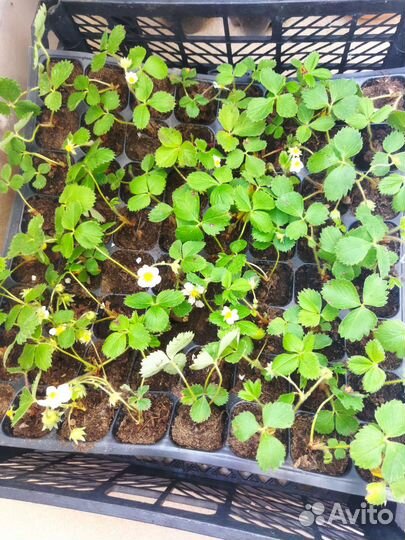 Саженцы клубники ремонтантной Мурано