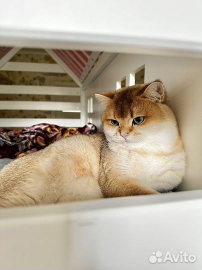 Британская золотая шиншилла вязка кот