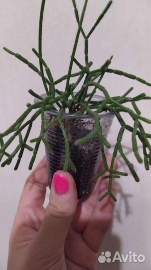 Домашние растения