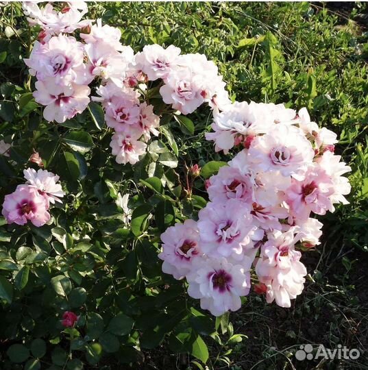 Роза персидская Eyes оn Me