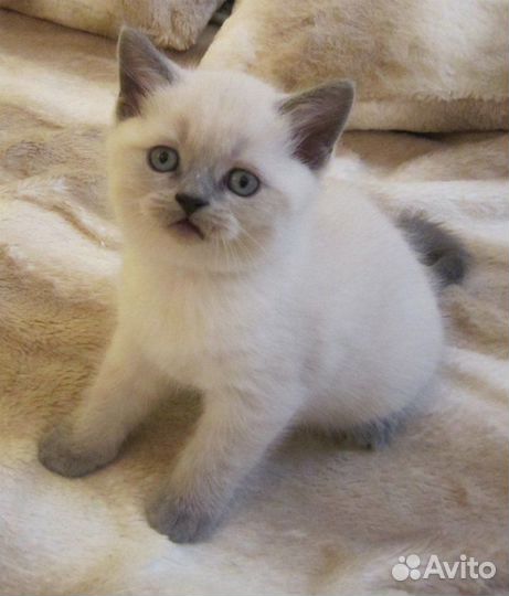 Тайские котята