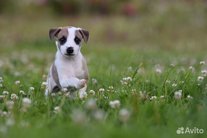 Щенки Уиппета