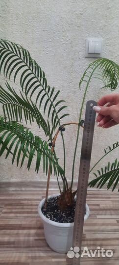 Цикас (Cycas) или Саговая пальма