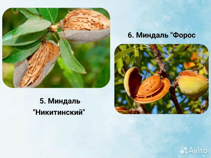 Саженцы Ореха, Фундук, Грецкий Орех, Миндаль