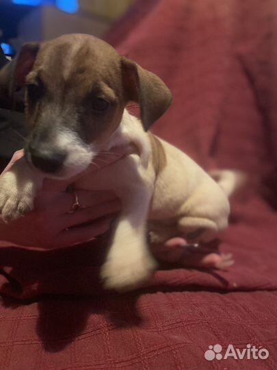 Щенки джек Рассел терьер