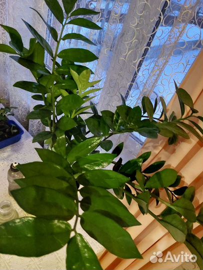 Замиокулькас