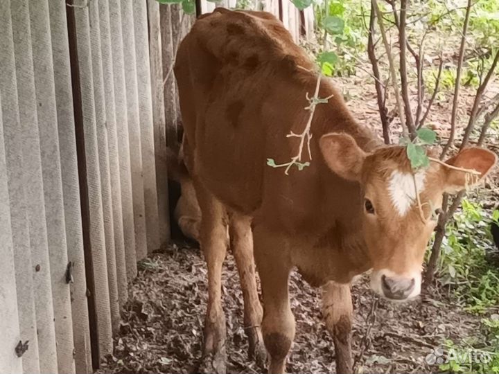 Корова с теленком