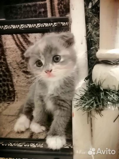 Вислоухие котята