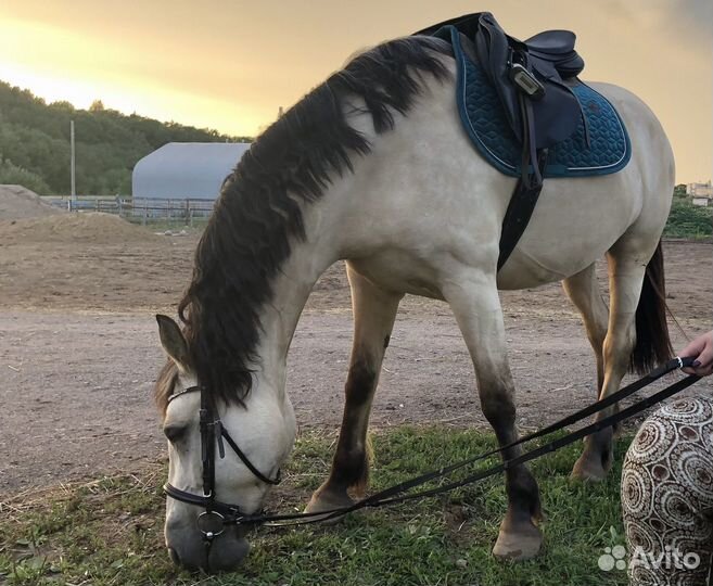 Лошадь в аренду