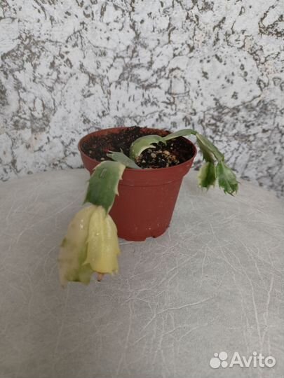 Декабрист шлюмбергера вариегатная