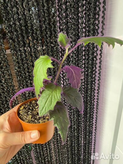 Комнатные цветы