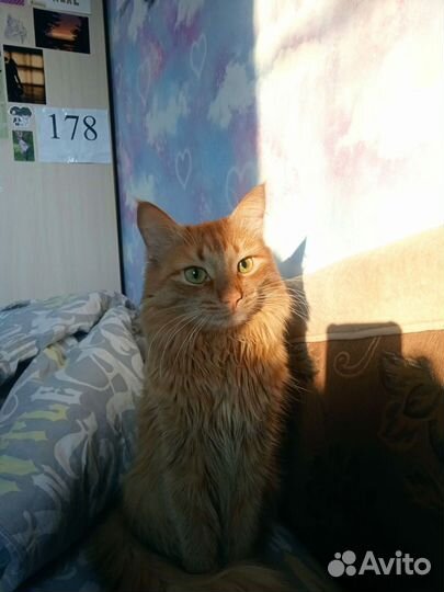 Котик в добрые руки