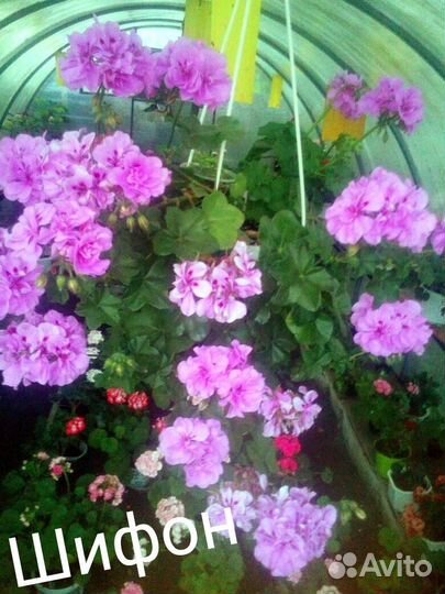 Продаются черенки Плющелистных пеларгонии