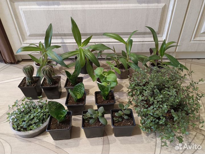 Комнатные цветы