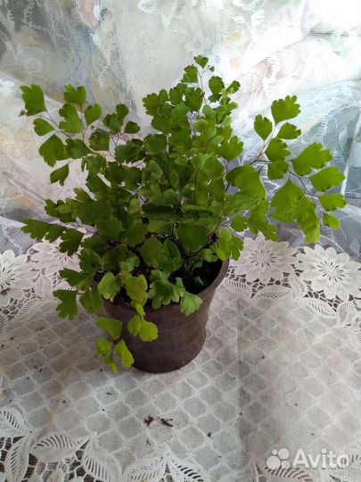 Комнатные растения