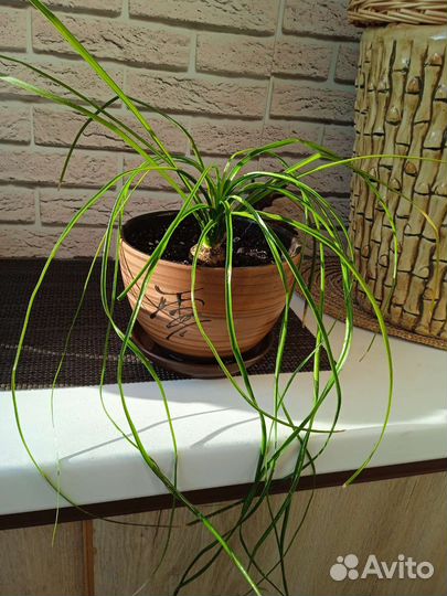 Нолина или слоновья нога