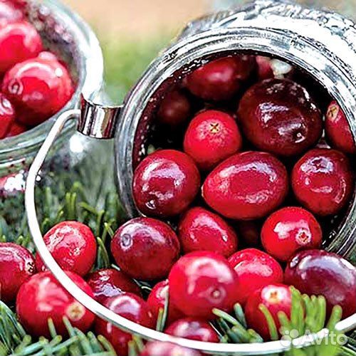 Клюква замороженная