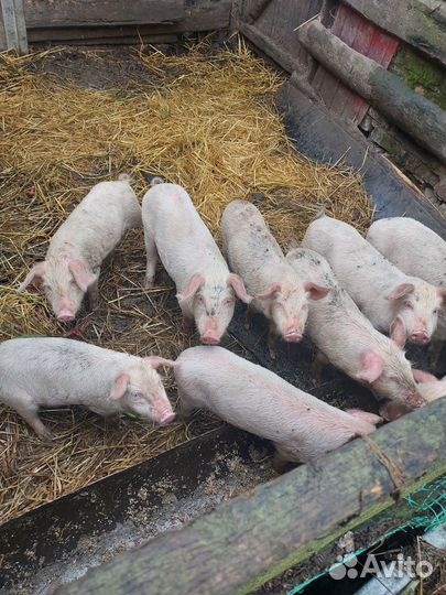 Продаются поросята. Стефанидар