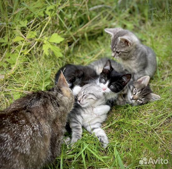 Кошки в добрые руки