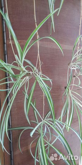 Хлорофитум