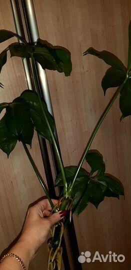 Антуриум пентафиллум/Anthurium pentaphyllum