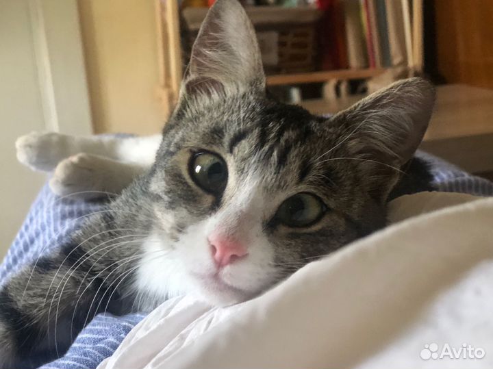 Косенькая кошечка Бэсси, 4 месяца, в добрые руки