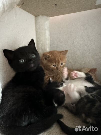 Отдам кота в добрые руки