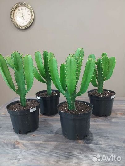 Молочай эуфорбия