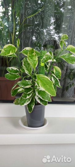 Педилантус