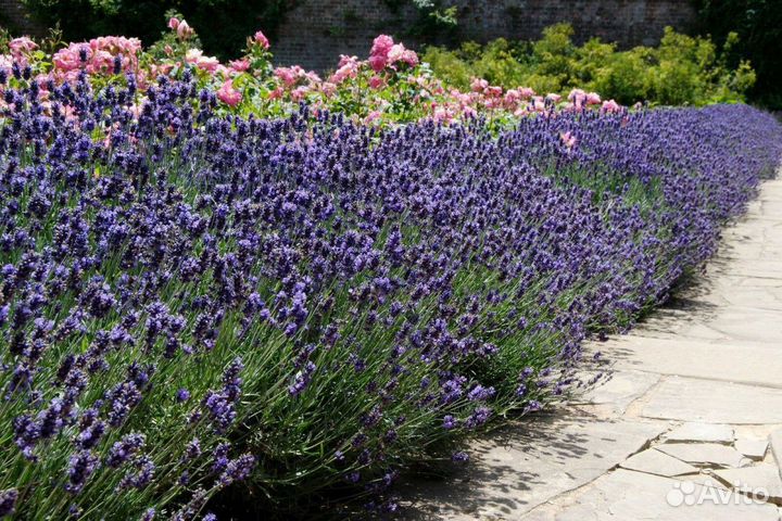 Лаванда