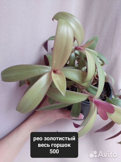 Комнатные растения