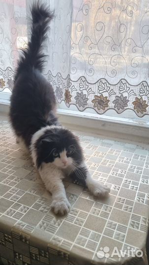 Котик в хорошие руки