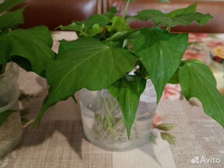 Батат рассада розовый Винницкий