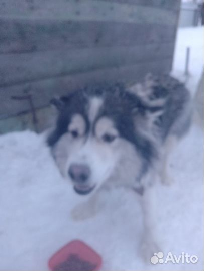 Отдам щенков в добрые руки