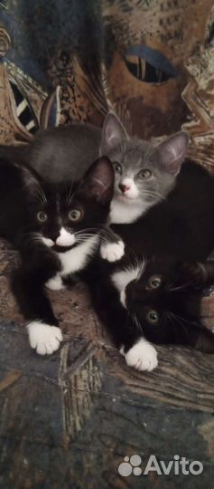 Отдам котят