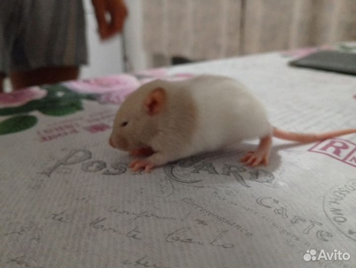 Крыса дамбо