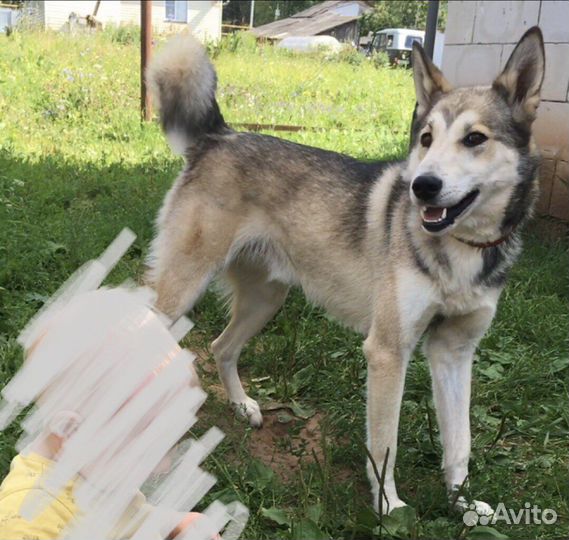 Кобель для вязки