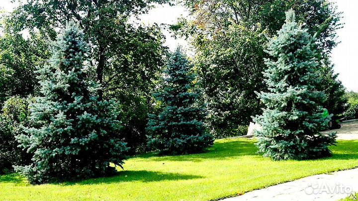 Голубая ель с доставкой