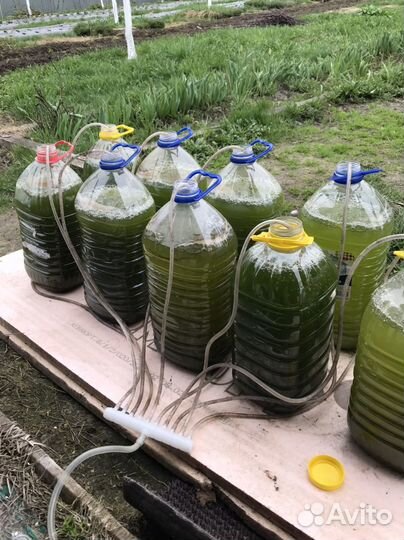 Хлорелла для пруда