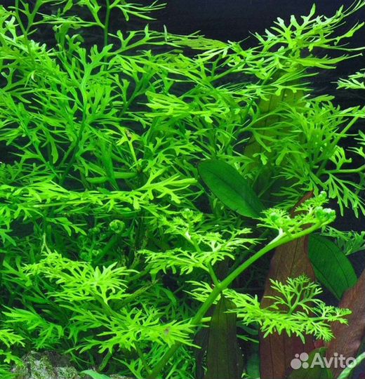 Индийский папоротник