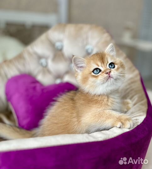 Британский малыш в любимцы или разведение