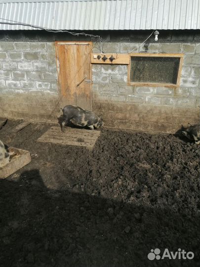 Свиньи живым весом