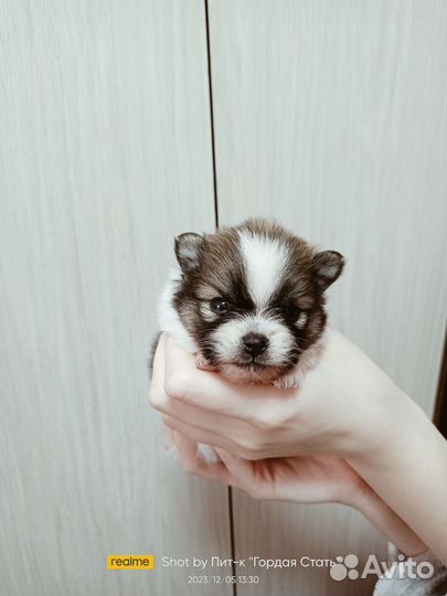 Шпиц девочки и мальчики
