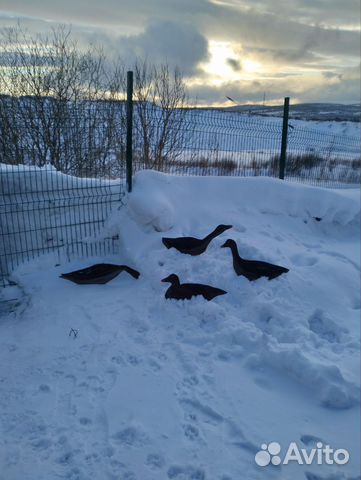 Профиля для охоты на гусей