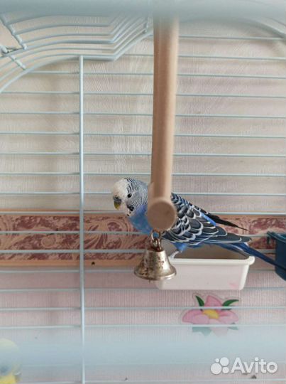 Волнистые попугаи пара