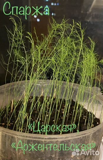 Рассада спаржи