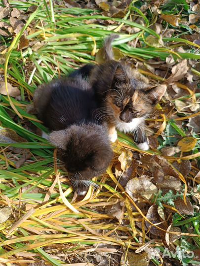 Отдам В добрые руки