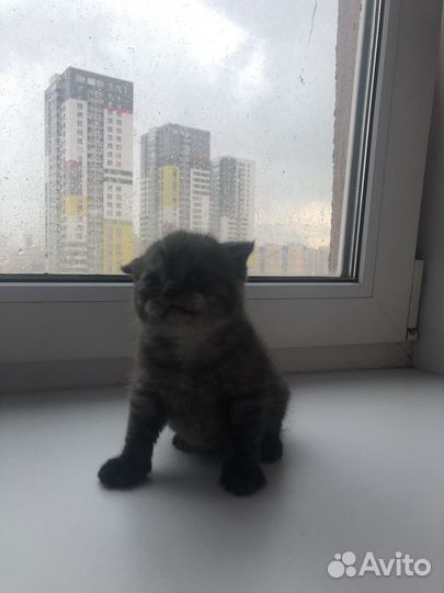 Шотландская