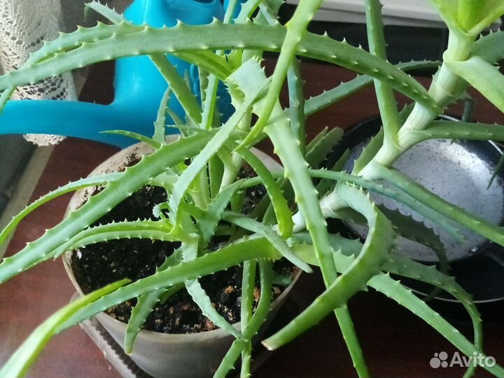 Комнатные цветы отдам