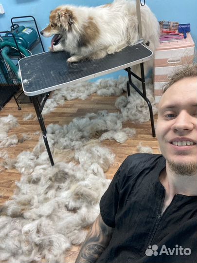 Груминг, экспресс-линька собак